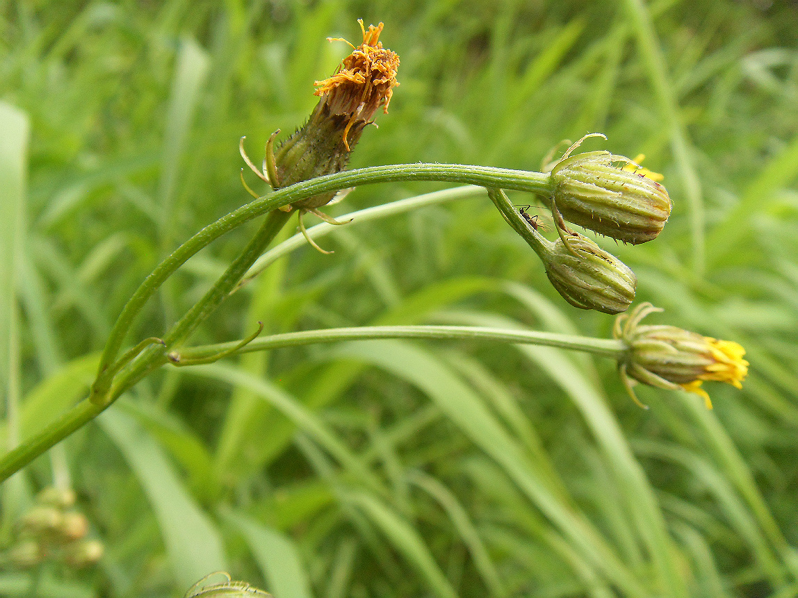 Изображение особи Crepis biennis.