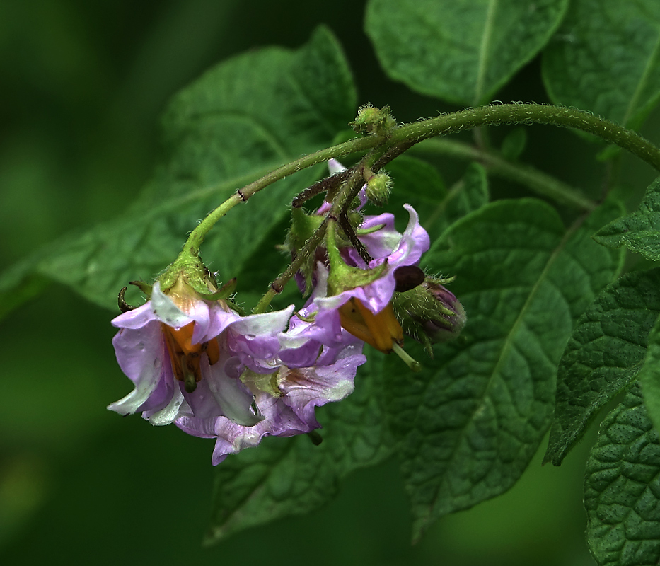 Изображение особи Solanum tuberosum.