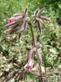 Saponaria glutinosa