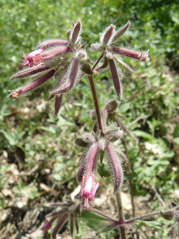 Изображение особи Saponaria glutinosa.
