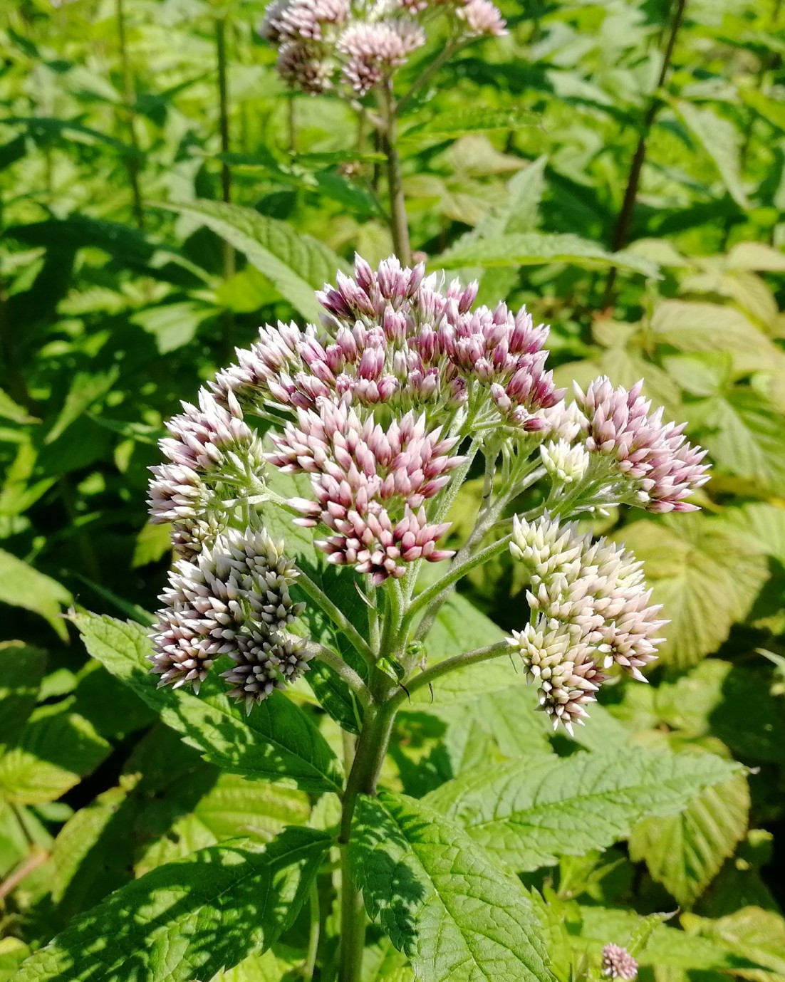 Изображение особи Eupatorium glehnii.