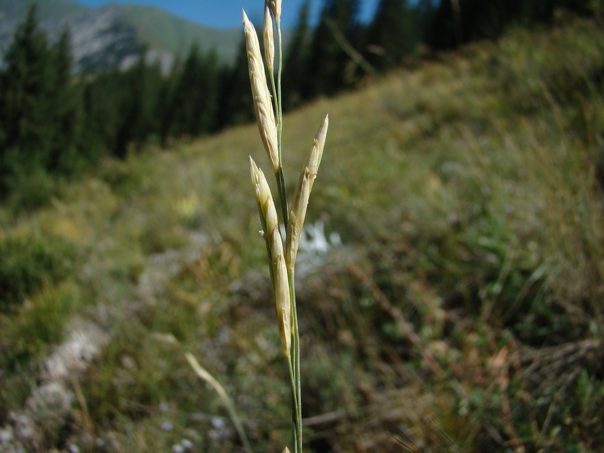 Изображение особи Festuca tzveleviana.