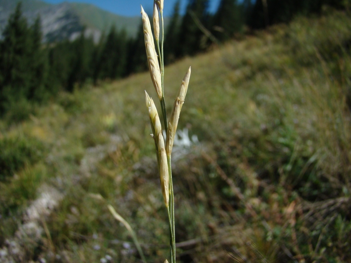 Изображение особи Festuca tzveleviana.