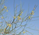 Calligonum microcarpum