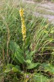 Verbascum nigrum