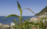 Persicaria maculosa