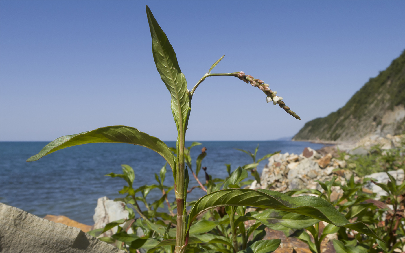 Изображение особи Persicaria maculosa.