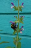 Salvia viridis