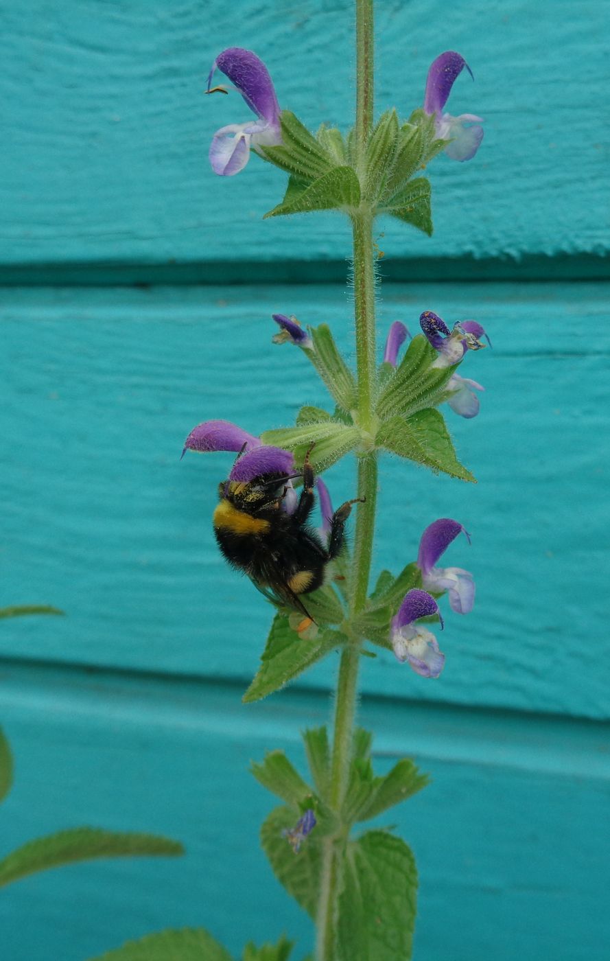 Изображение особи Salvia viridis.