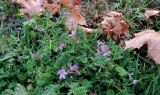 Erodium cicutarium