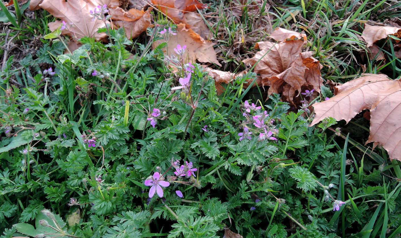 Изображение особи Erodium cicutarium.