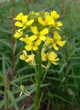 Erysimum hieraciifolium. Соцветие. Чукотка, Билибинский р-н, г. Билибино, северная промбаза, заросший пустырь между дорогами. 27.06.2018.