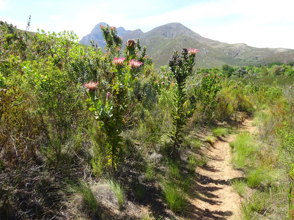 Изображение особи Protea obtusifolia.