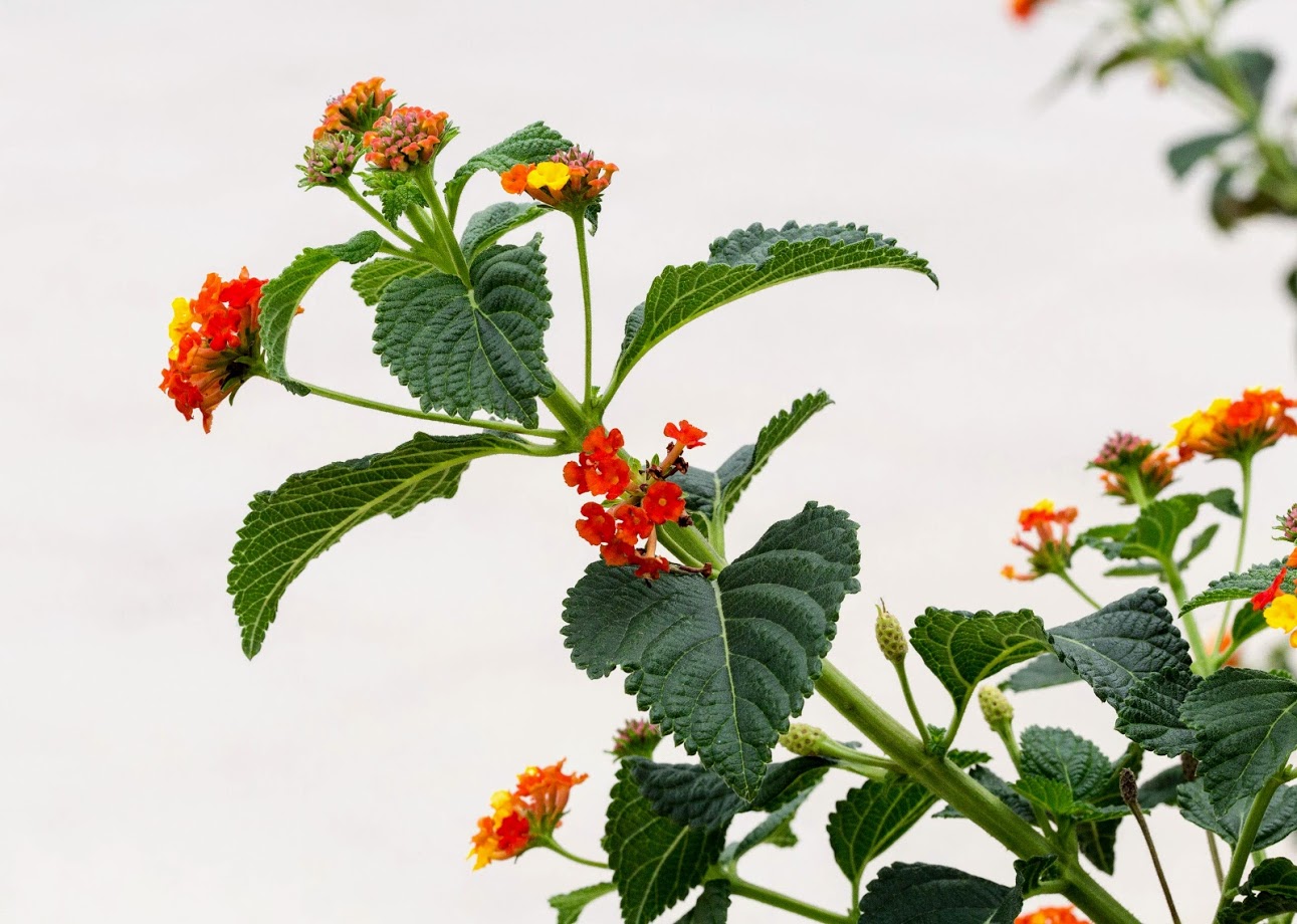 Image of Lantana camara specimen.