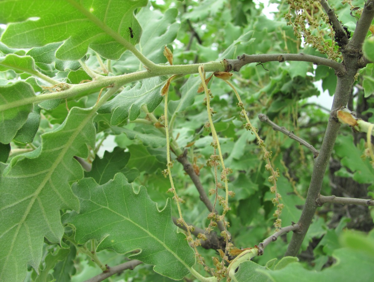 Изображение особи Quercus pubescens.