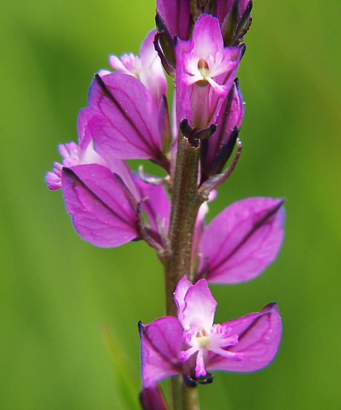 Image of Polygala vulgaris specimen.