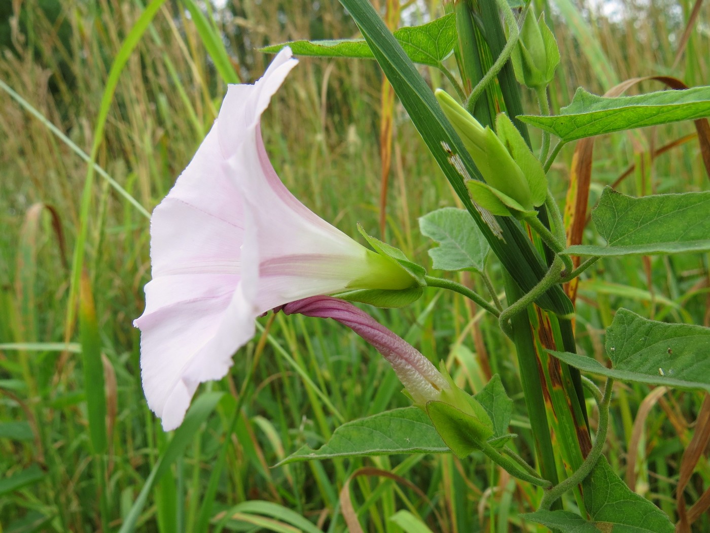 Image of Calystegia dahurica specimen.