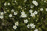 Parnassia palustris