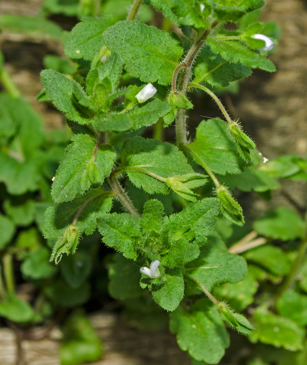 Image of Veronica agrestis specimen.