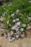 Pelargonium peltatum