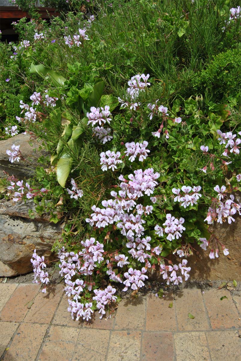 Image of Pelargonium peltatum specimen.