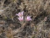 Pulsatilla turczaninovii