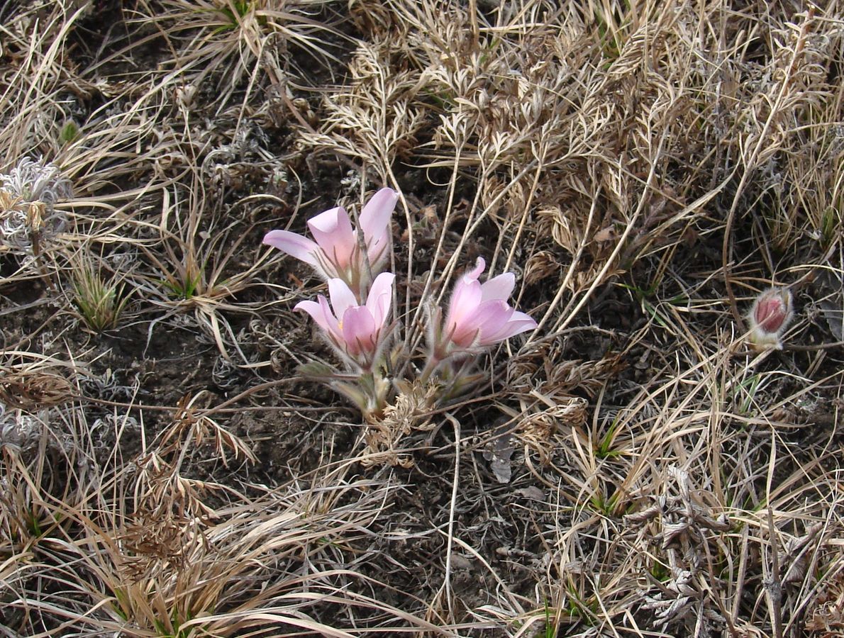 Изображение особи Pulsatilla turczaninovii.