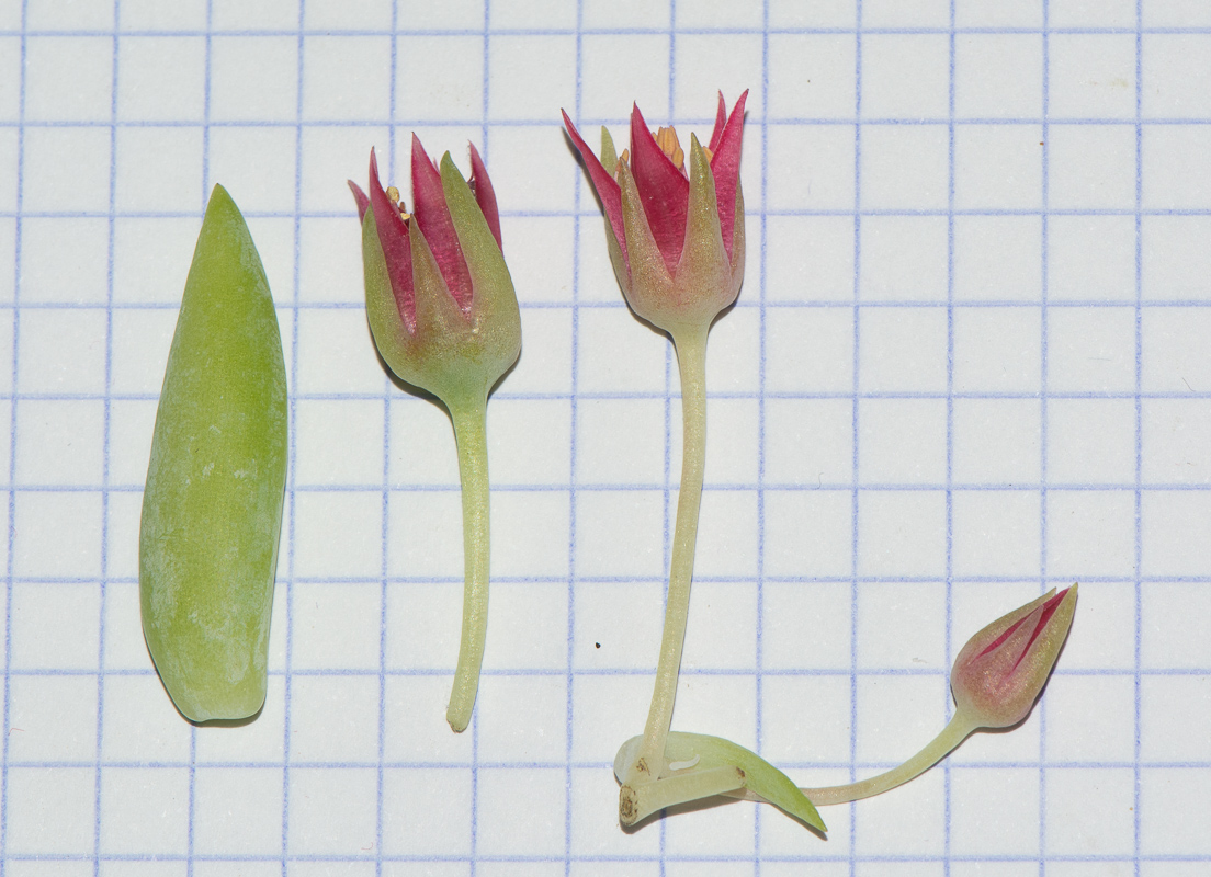 Изображение особи Sedum morganianum.
