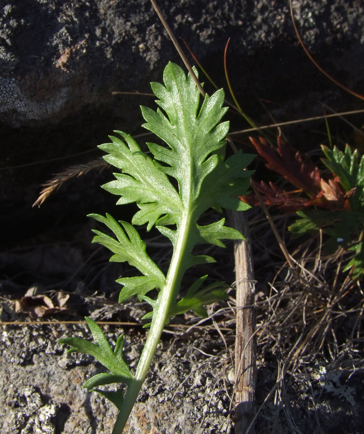 Image of Artemisia arctica ssp. ehrendorferi specimen.
