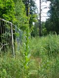 Verbascum thapsus. Цветущее растение. Московская обл., Раменский р-н, пос. Ильинский, на заросшей улице среди рудеральной растительности. 20.07.2017.