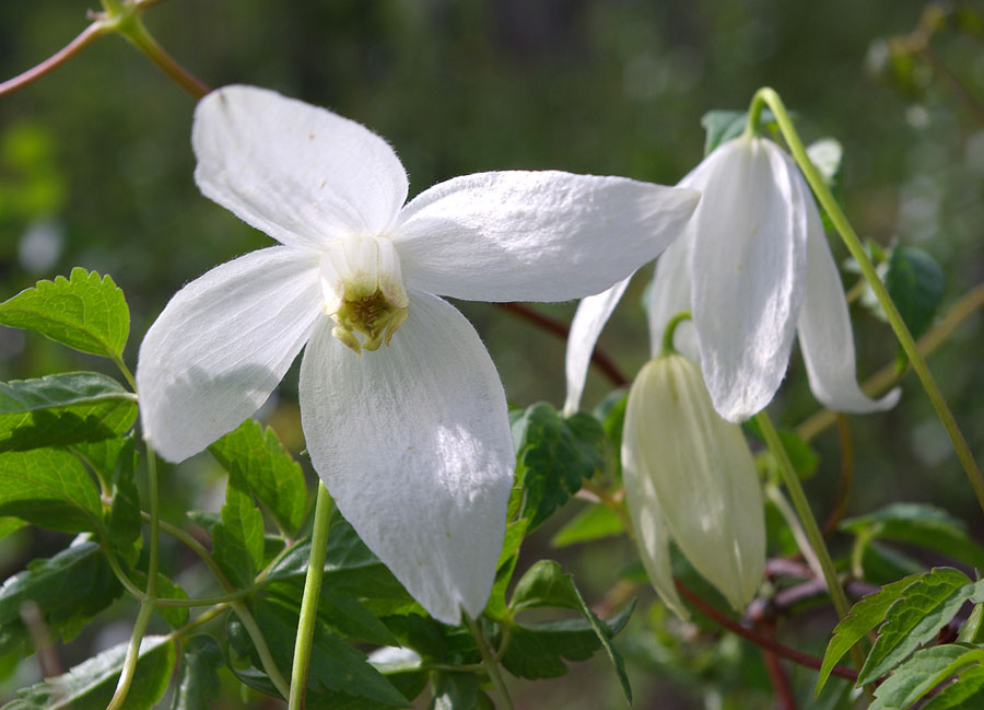 Изображение особи Atragene sibirica.