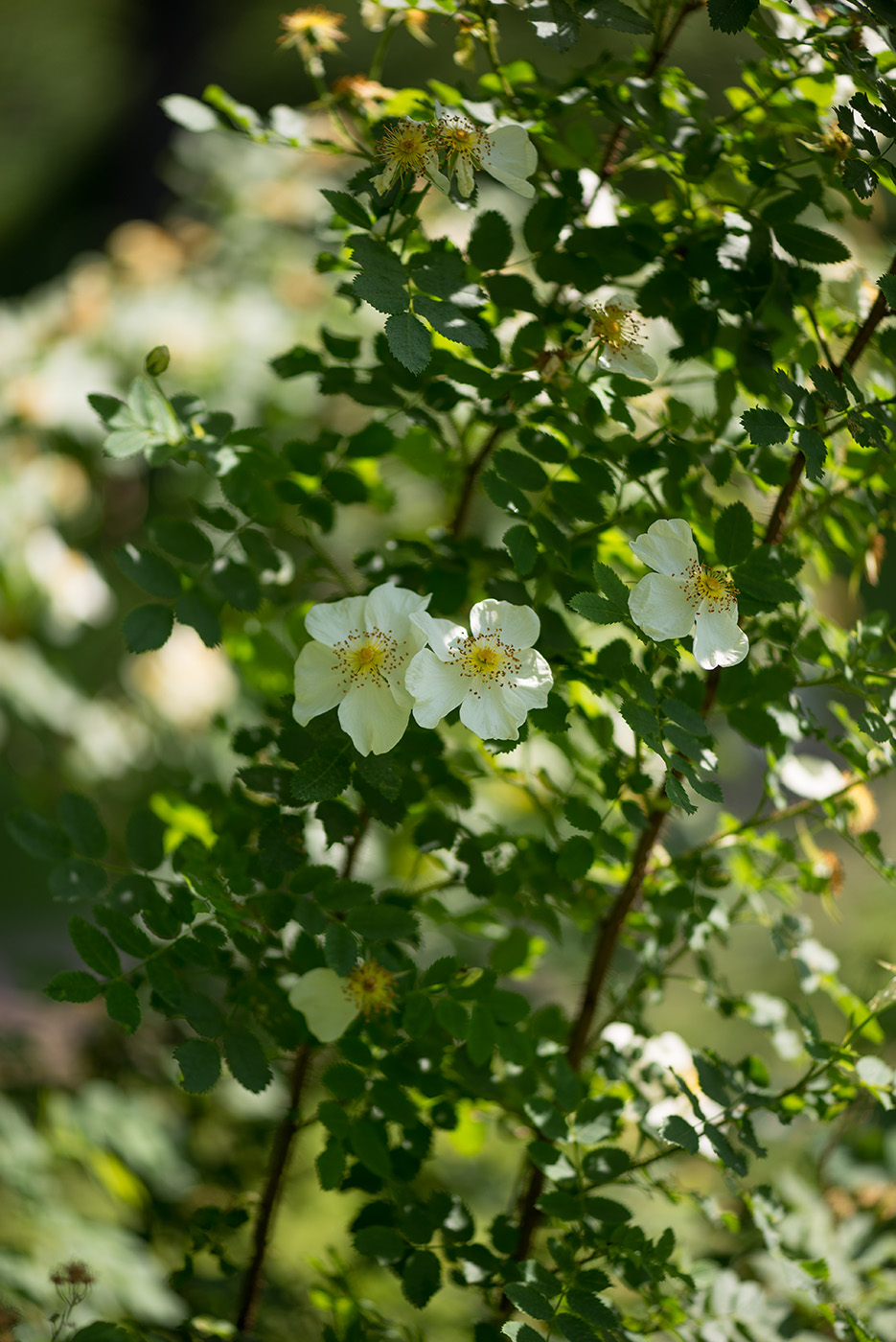 Image of Rosa spinosissima specimen.