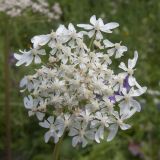 Heracleum ponticum