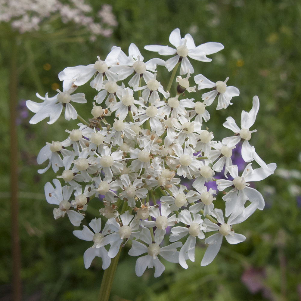 Изображение особи Heracleum ponticum.