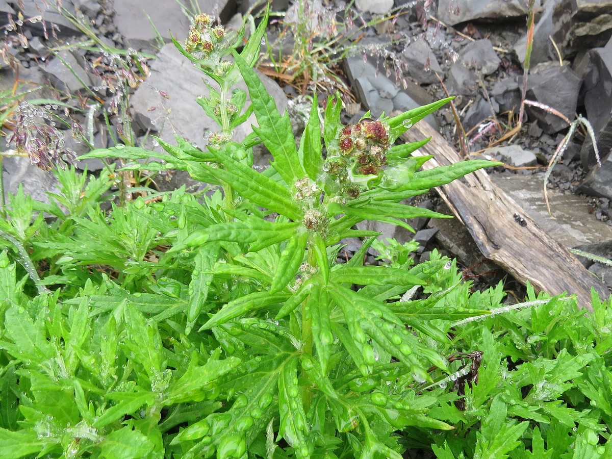 Image of Artemisia opulenta specimen.