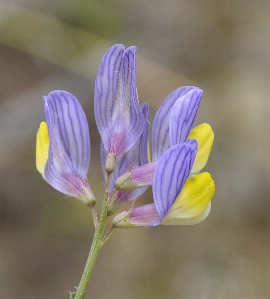 Изображение особи Vicia lunata.