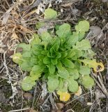 Brassica campestris. Вегетирующее растение. Пермский край, Лысьвинский р-н, окр. с. Кын-Завод, хозяйственный двор. 30.04.2019.