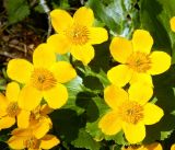 Caltha palustris. Цветки. г. Москва, поселение Новофедоровское, окр. пос. Зосимова Пустынь, опушка сырого ельника. Май 2019 г.