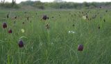 Fritillaria meleagroides