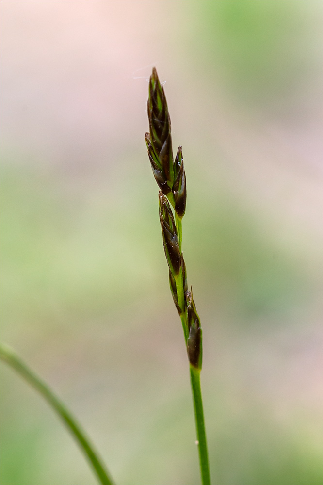 Изображение особи Carex praecox.