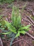 Blechnum spicant. Спороносящее растение (видны вертикальные спороносные вайи с узкими долями). Украина, Закарпатская обл., Тячевский р-н, с. Усть-Черная, подъем на гору Климова. 22.06.2010.