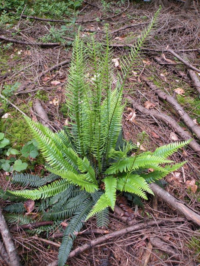 Image of Blechnum spicant specimen.