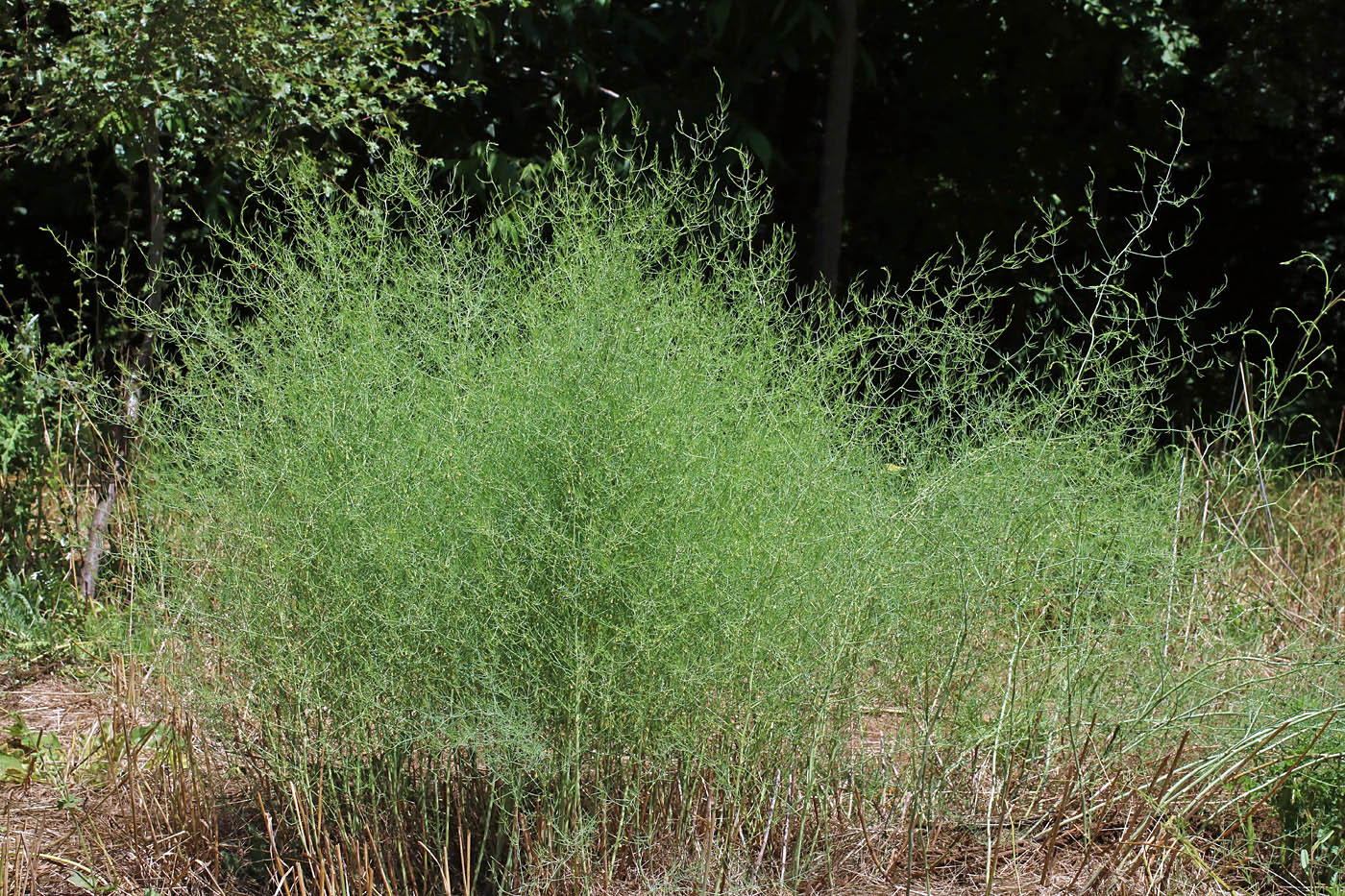 Изображение особи Asparagus brachyphyllus.