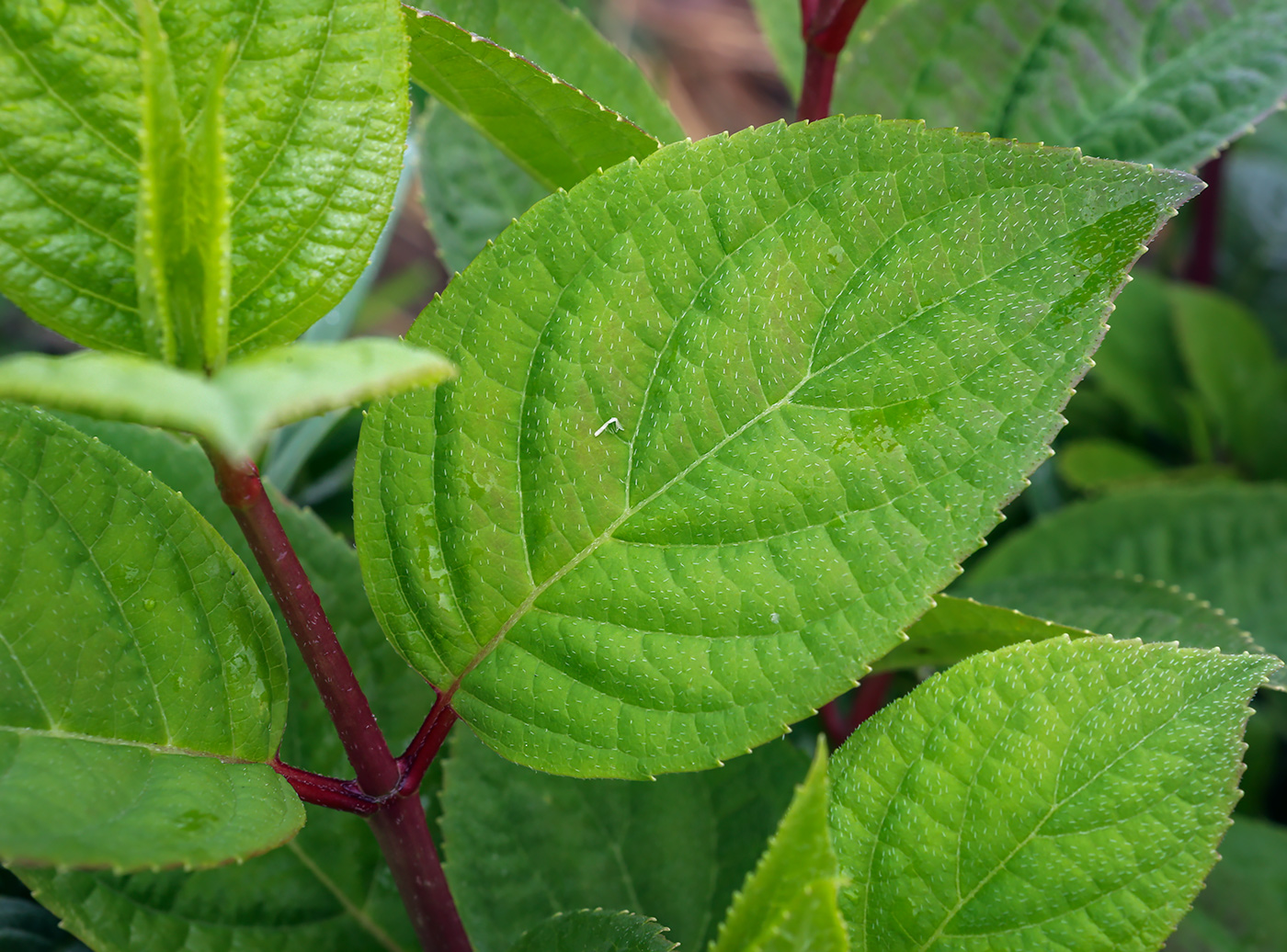 Изображение особи Hydrangea paniculata.