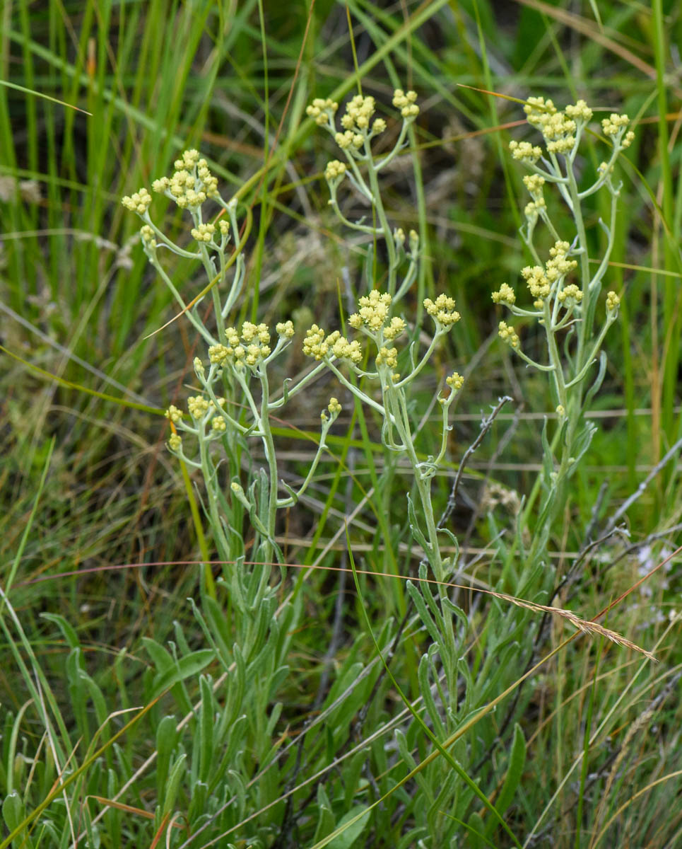 Изображение особи Helichrysum arenarium.