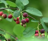 Amelanchier spicata. Часть веточки с созревающими плодами. Московская обл., Раменский р-н, окр. дер. Хрипань, садовый участок. 13.07.2019.