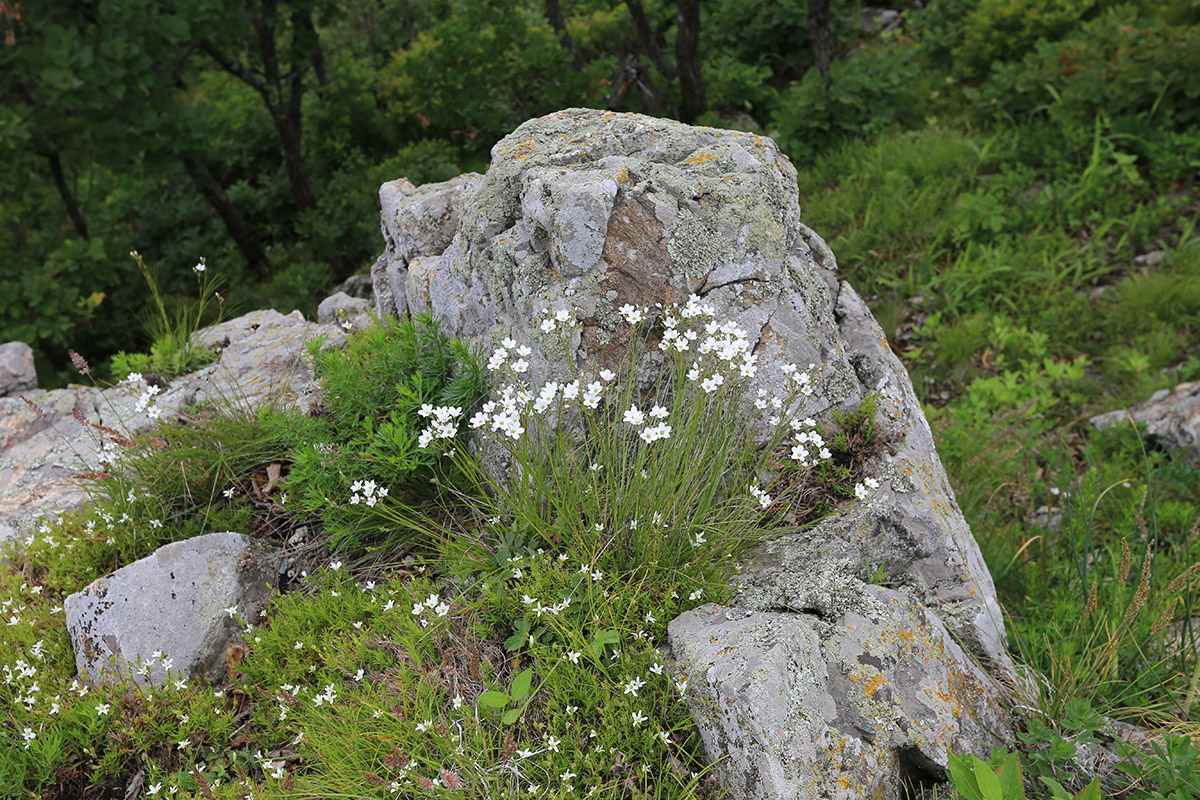 Image of Eremogone juncea specimen.
