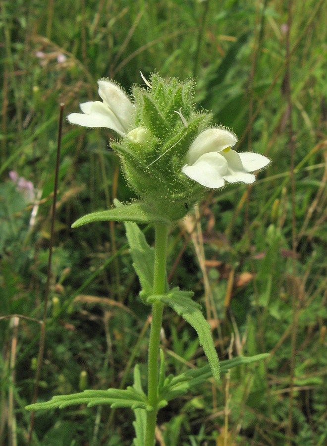 Image of Bellardia trixago specimen.