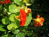 Tropaeolum majus. Цветки и листья (культивар 'Аляска'). Московская обл., окр. г. Электрогорск, дачный участок, в культуре. 04.08.2019.