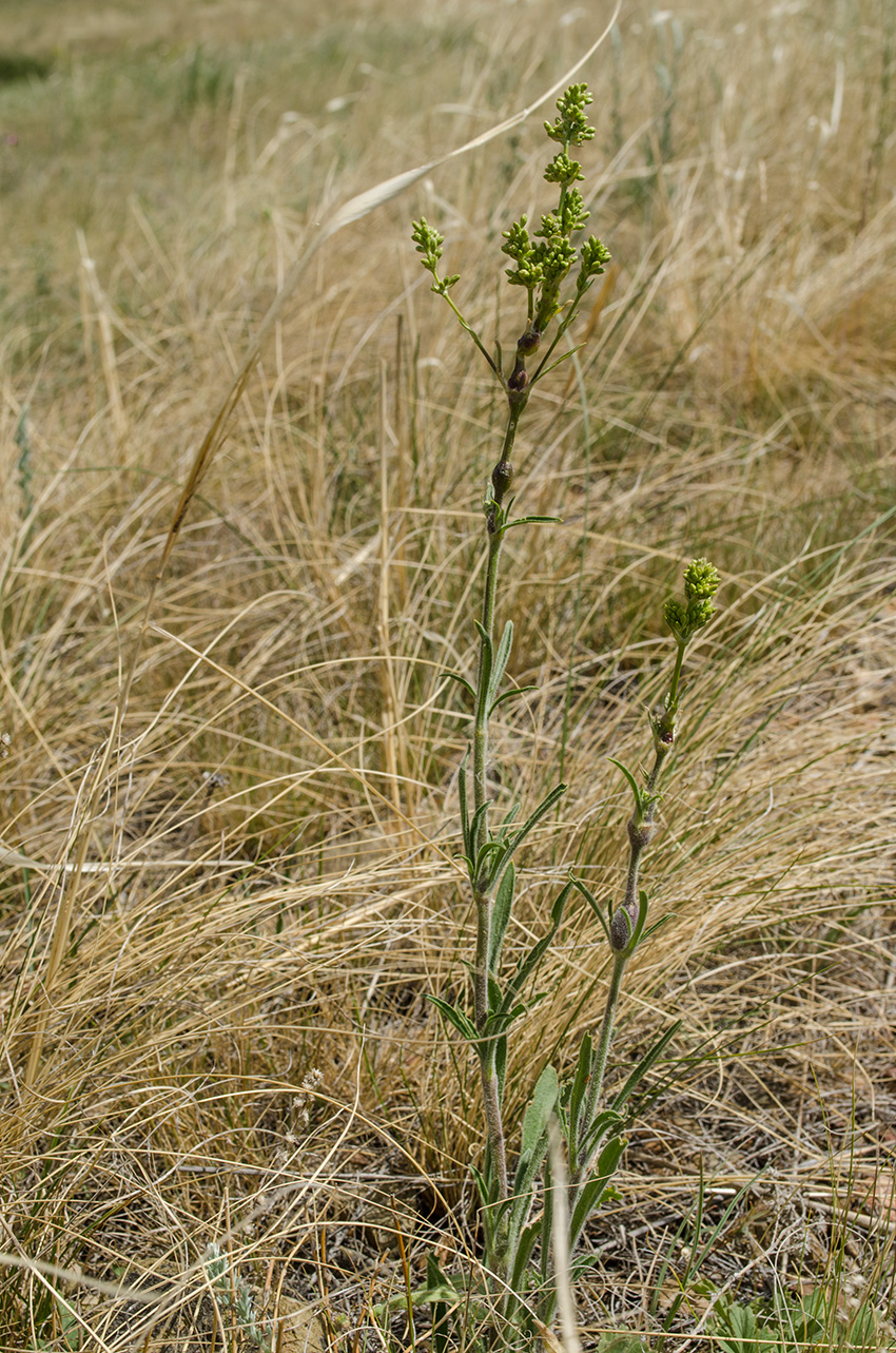 Изображение особи Silene chersonensis.